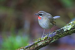 Siberian Rubythroat